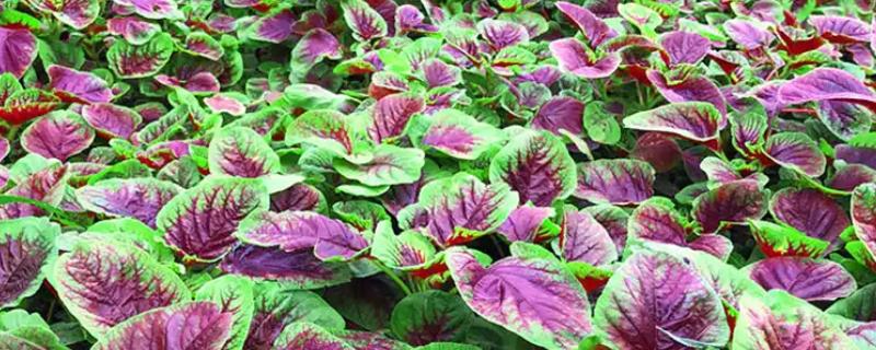 苋菜何时种植，时间以3-4月份为宜