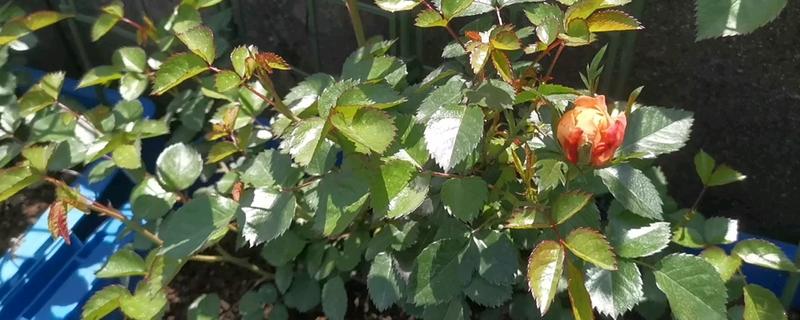 月季有花蕾为什么不开花，可能是缺光、供水过多等因素所致