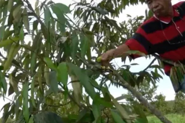 榴莲的成熟时间，在6-12月成熟