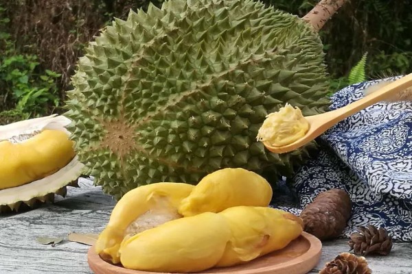 榴莲的成熟时间，在6-12月成熟