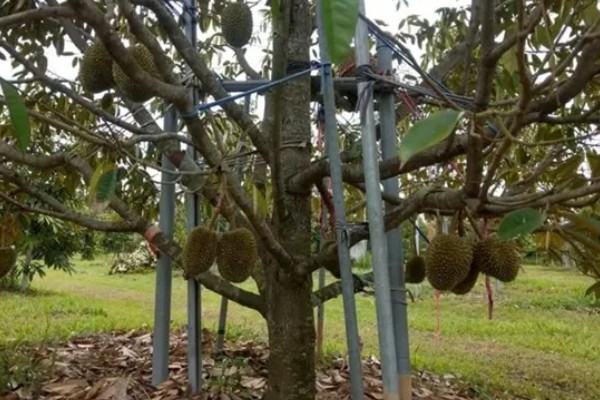 榴莲的成熟时间，在6-12月成熟