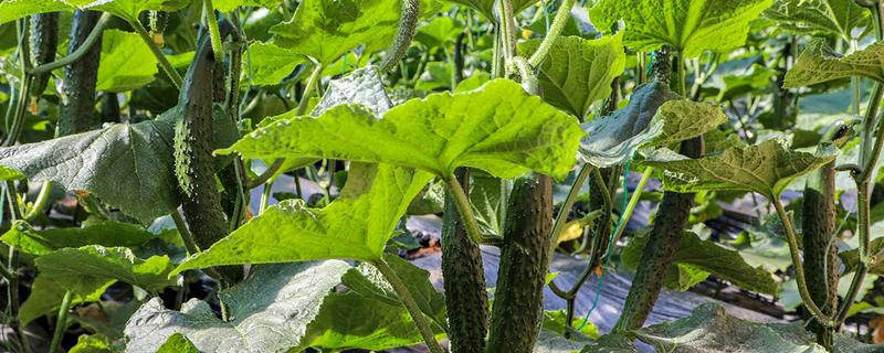 大棚黄瓜受气害后如何处理，首先要加强放风