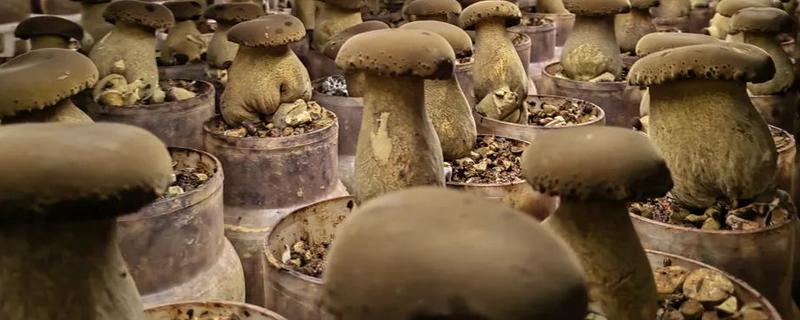 牛肝菌能不能人工种植，当前已出现栽培技术
