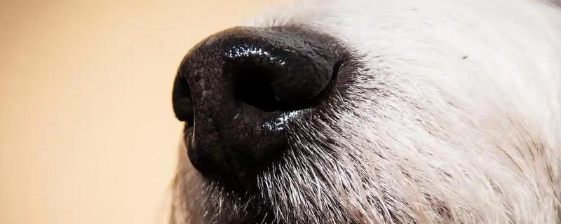 狗狗鼻子湿润的原因，让鼻子保持湿润能够降温