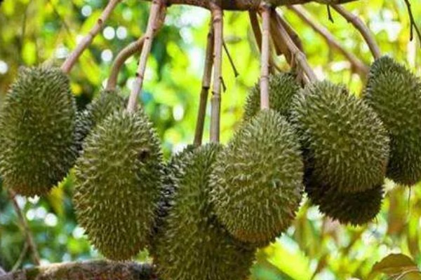 榴莲的成熟时间，在6-12月成熟