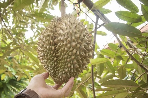 榴莲的成熟时间，在6-12月成熟