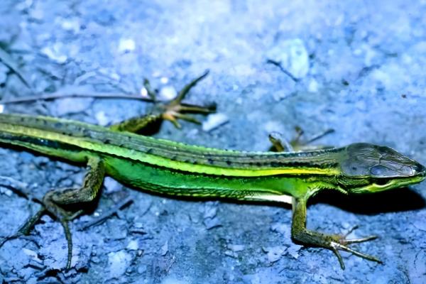 蜥蜴是守宫吗，蜥蜴和守宫并不相同