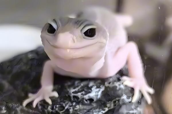 蜥蜴是守宫吗，蜥蜴和守宫并不相同