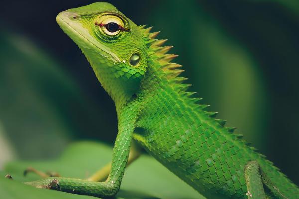 蜥蜴是守宫吗，蜥蜴和守宫并不相同