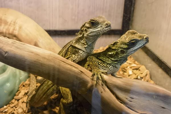 蜥蜴是守宫吗，蜥蜴和守宫并不相同