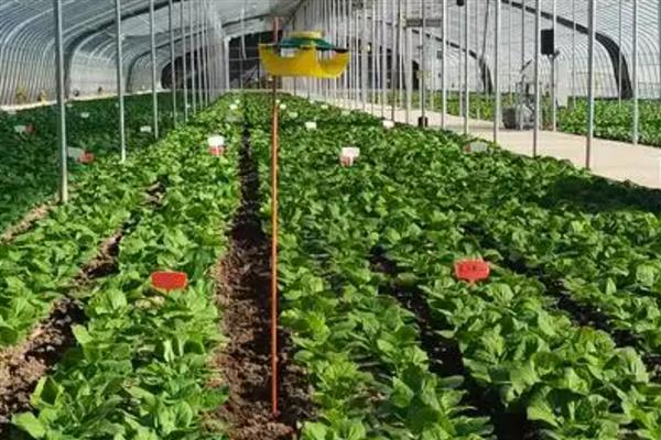 种植有机蔬菜的条件,必须符合农田灌溉水质标准