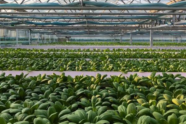 种植有机蔬菜的条件,必须符合农田灌溉水质标准