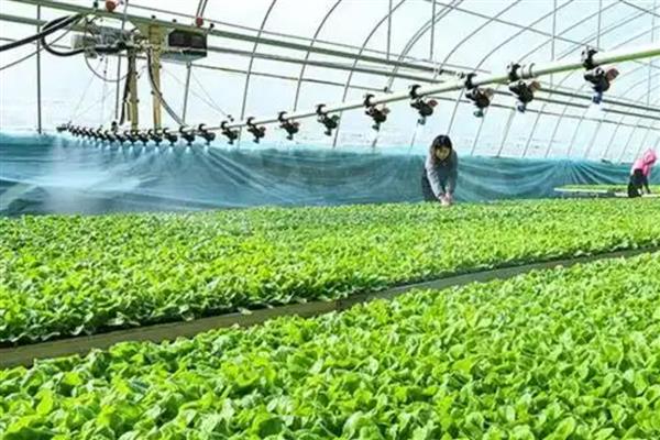 种植有机蔬菜的条件,必须符合农田灌溉水质标准