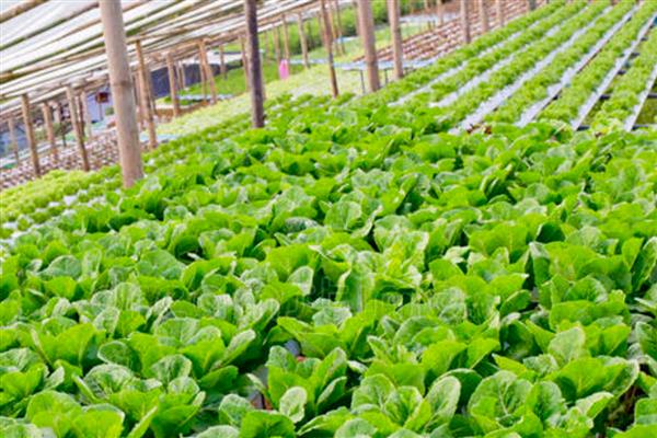 种植有机蔬菜的条件,必须符合农田灌溉水质标准