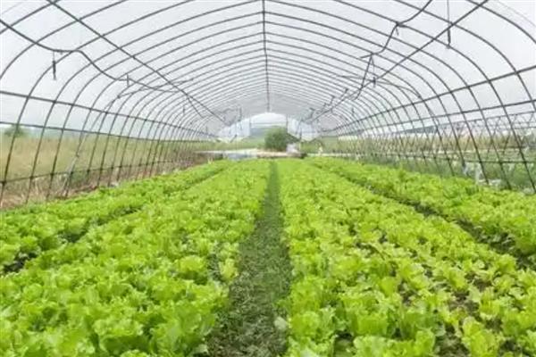 种植有机蔬菜的条件,必须符合农田灌溉水质标准