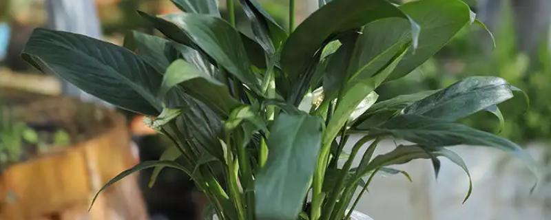 白掌怎么水培，每隔7-10天换一次水