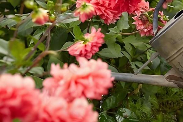 大丽花进入花期能不能换盆,此时换盆容易损害根系影响植株生长