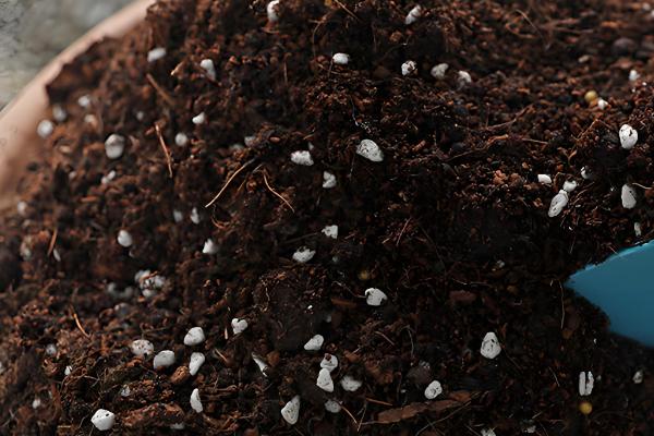 大丽花进入花期能不能换盆,此时换盆容易损害根系影响植株生长