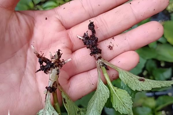 大丽花进入花期能不能换盆,此时换盆容易损害根系影响植株生长