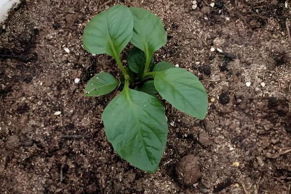 大丽花进入花期能不能换盆,此时换盆容易损害根系影响植株生长