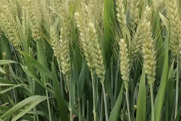 百农307小麦的特征特性，中抗白粉病、中感条锈病