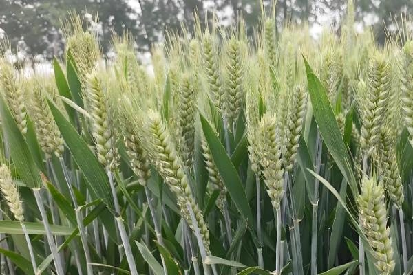 百农307小麦的特征特性，中抗白粉病、中感条锈病