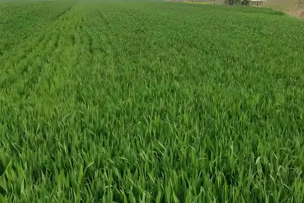 百农307小麦的特征特性，中抗白粉病、中感条锈病