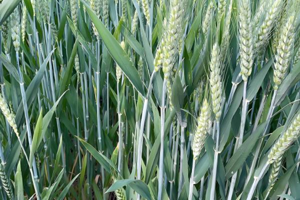 百农307小麦的特征特性，中抗白粉病、中感条锈病