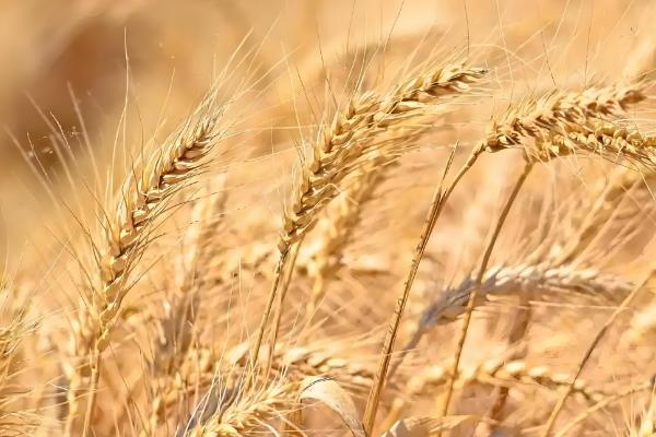 百农307小麦的特征特性，中抗白粉病、中感条锈病