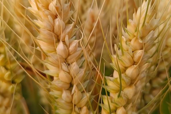 百农307小麦的特征特性，中抗白粉病、中感条锈病