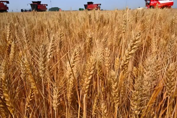 百农307小麦的特征特性，中抗白粉病、中感条锈病