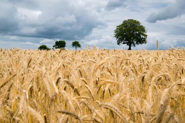 百农307小麦的特征特性，中抗白粉病、中感条锈病