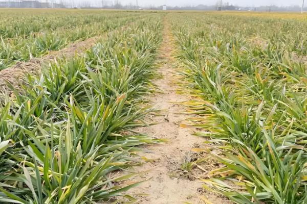 百农307小麦的特征特性，中抗白粉病、中感条锈病