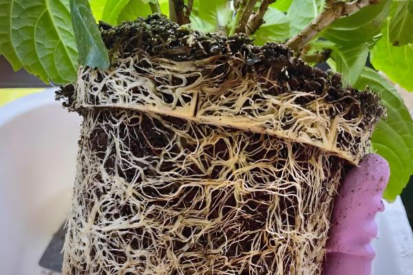 大丽花进入花期能不能换盆,此时换盆容易损害根系影响植株生长