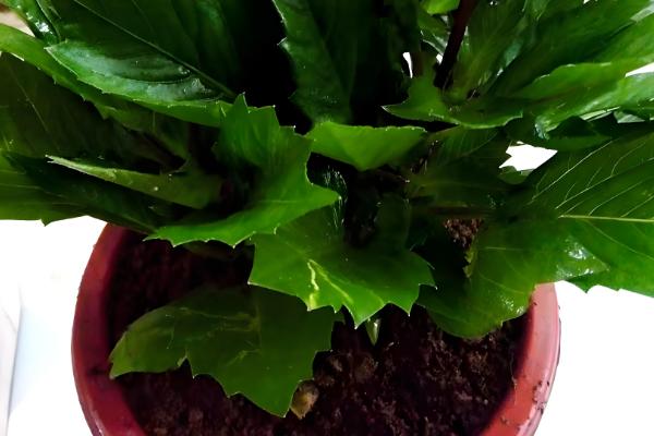 大丽花进入花期能不能换盆,此时换盆容易损害根系影响植株生长