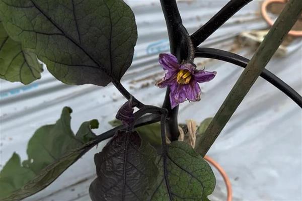 露天茄子的打枝方法,长出5-8枚叶片后打掉首次分枝的茄子