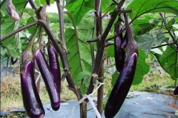 露天茄子的打枝方法,长出5-8枚叶片后打掉首次分枝的茄子