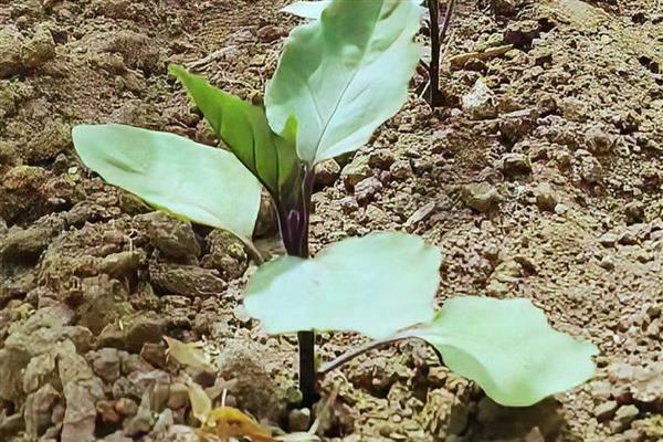 露天茄子的打枝方法,长出5-8枚叶片后打掉首次分枝的茄子
