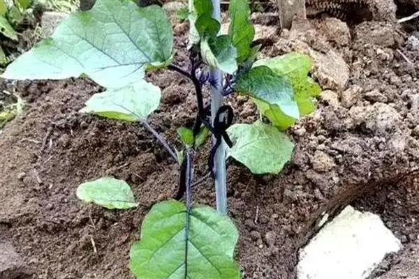 露天茄子的打枝方法,长出5-8枚叶片后打掉首次分枝的茄子