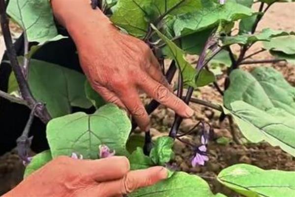 露天茄子的打枝方法,长出5-8枚叶片后打掉首次分枝的茄子