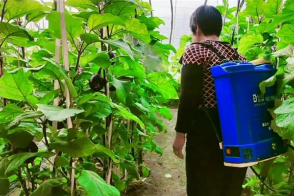 露天茄子的打枝方法,长出5-8枚叶片后打掉首次分枝的茄子