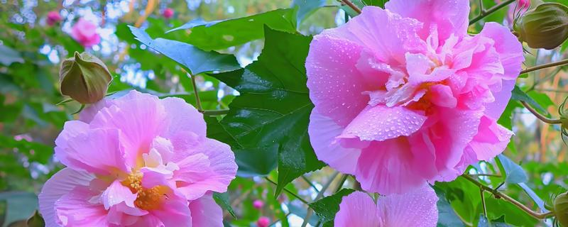 木芙蓉花的寓意，寓意吉祥富贵、纯洁美丽等