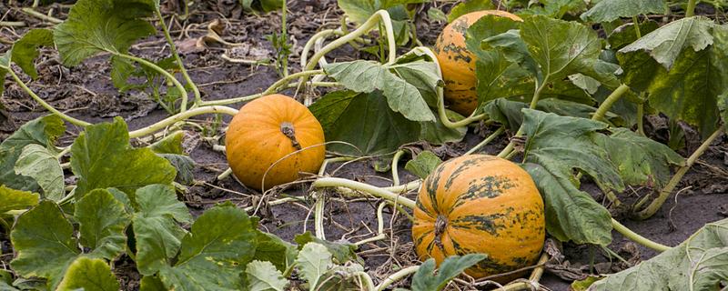 南瓜的种植方法，一个穴中放入3-5颗种子