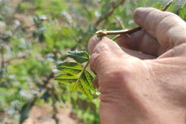 花椒树的管理方法，生长旺季对其进行摘心处理