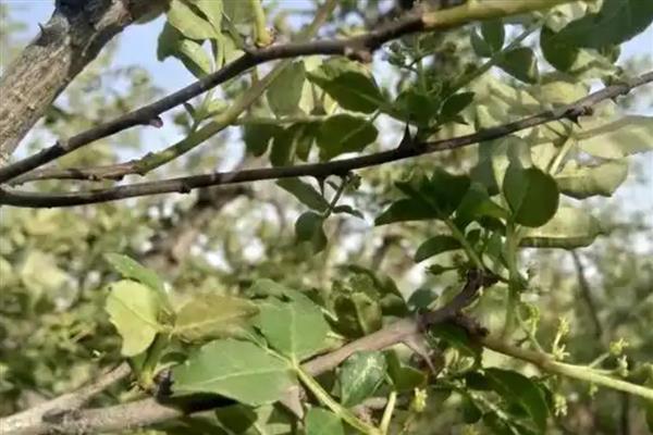 花椒树的管理方法，生长旺季对其进行摘心处理