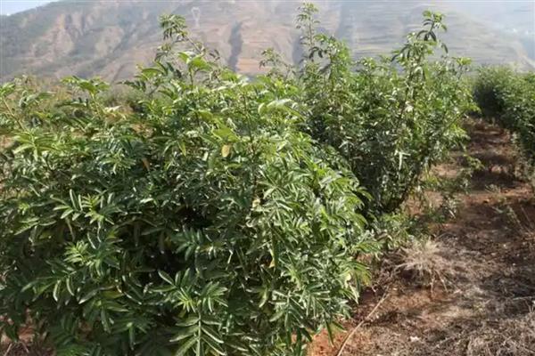 花椒树的管理方法，生长旺季对其进行摘心处理