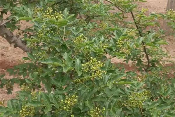 花椒树的管理方法，生长旺季对其进行摘心处理