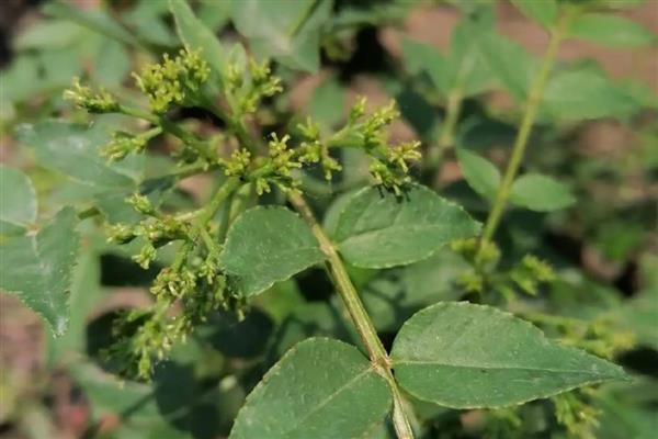 花椒树的管理方法，生长旺季对其进行摘心处理