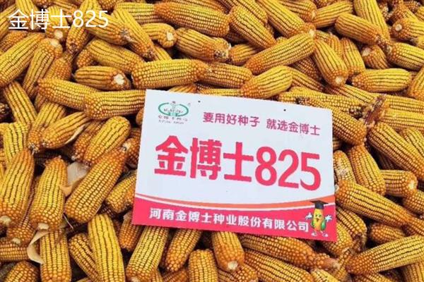 有哪些优质玉米种子品种,有东单1331、先玉335等