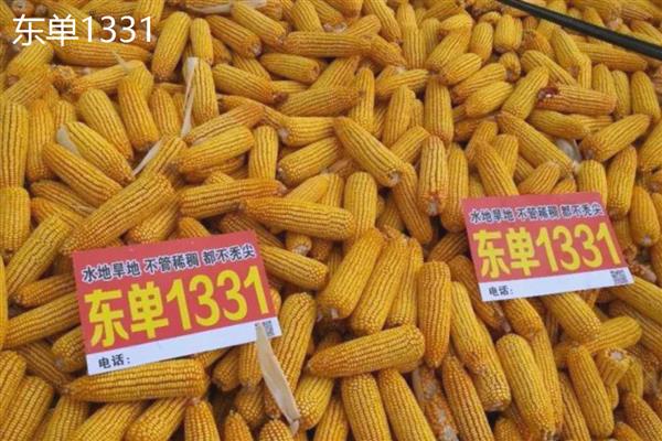 有哪些优质玉米种子品种,有东单1331、先玉335等
